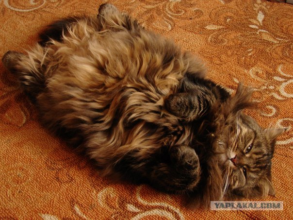 Котовторник   5.06.2012