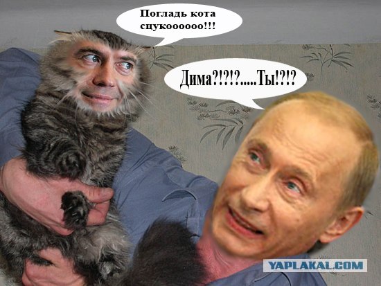 Злой кот