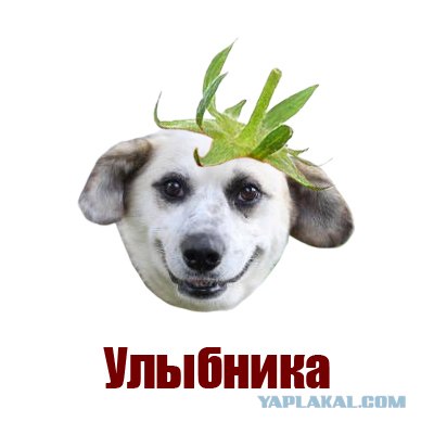 Фотожаба: Лето, фрукты, генетика!