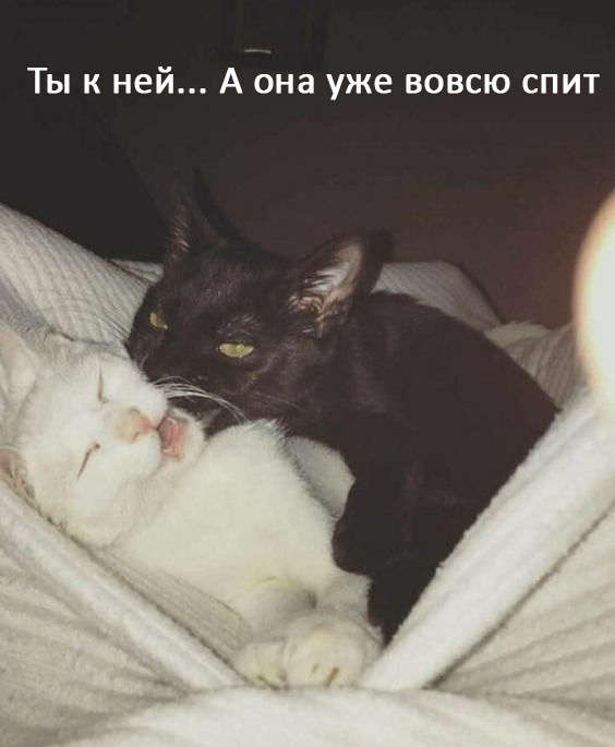 Женщины - они как кошки № 2