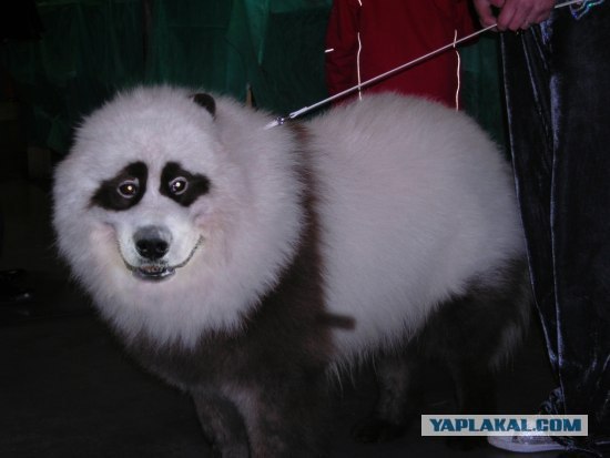 Чудо собачка.
