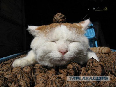 Котэ всё равно