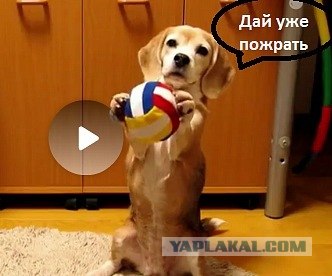 Поймаешь мяч?
