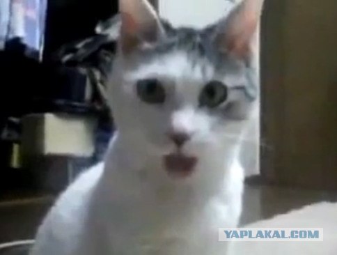 Случай В ЗАГСе, Дворец им.Ленина. 25.02.12 Пермь