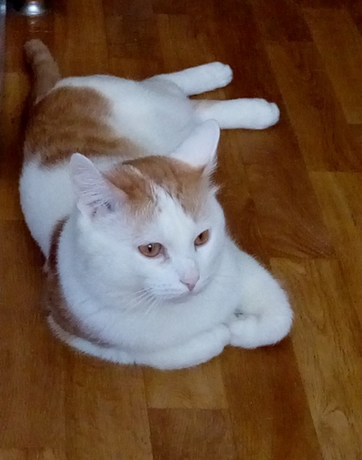 Котовторник (свои добавляем)
