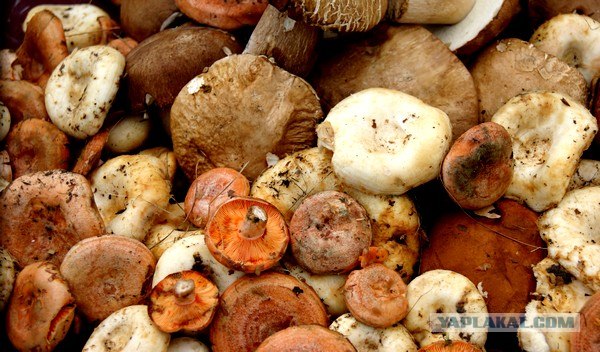 Осень в банках