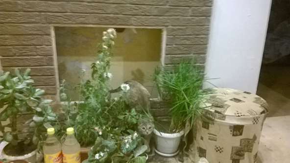 Котовторник так котовторник