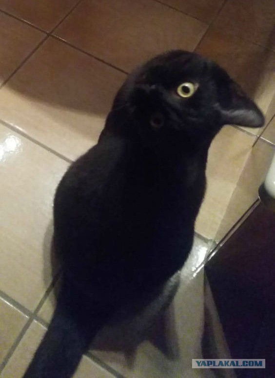 Это нужно развидеть: 14 забавных фото, которые обманут ваше зрение