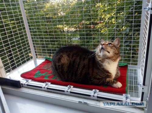 Про любовь к котикам