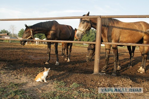 Котовторник  19.03.2013