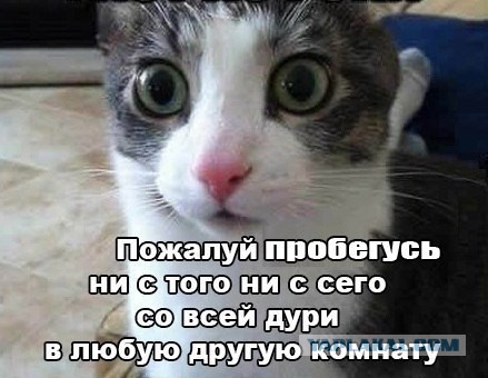 Кошка сидит