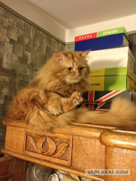 Котовторник 21.05.2013