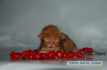 Немного о  Мейн Куне.