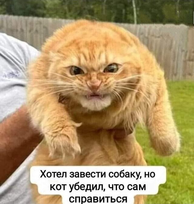 Мурзик, фас!