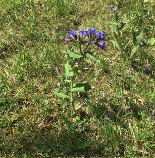 Литболталка