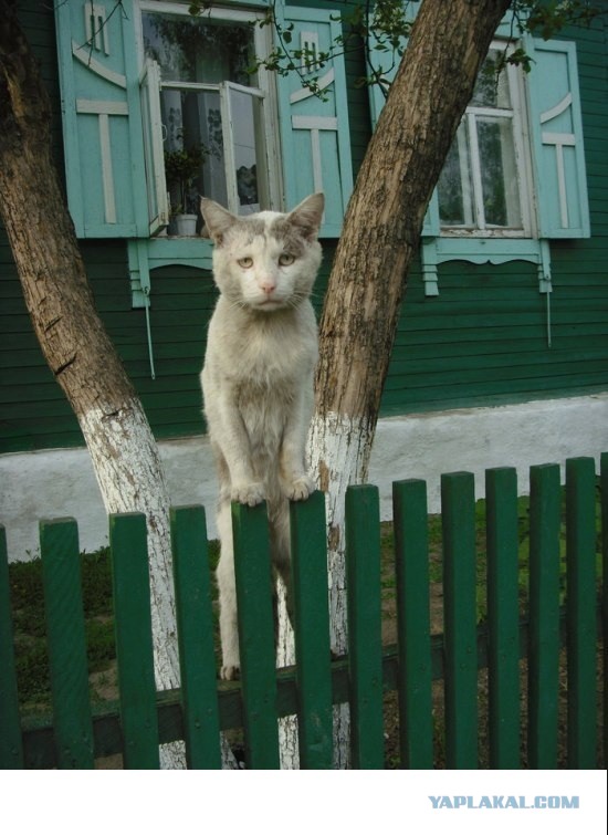 Подарок другу на ДР. Переносилка для котов