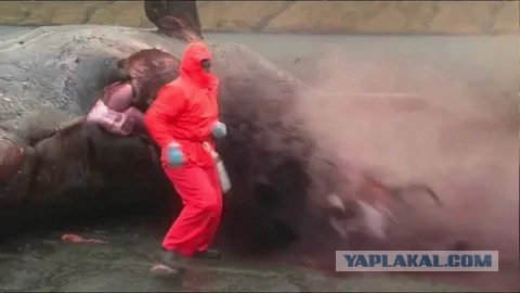 Записки судмедэксперта