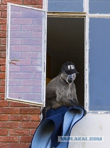 Необычная банда в Южной Африке терроризирует людей