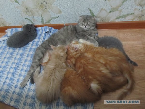 Котовторник  10.12.2013