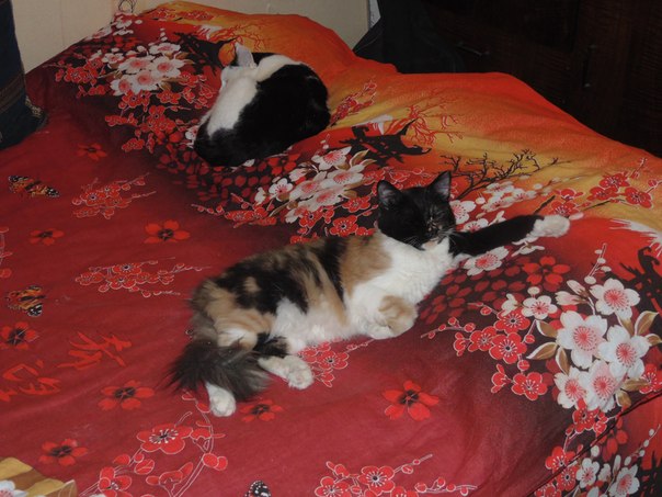 Котовторник 04.03.2014