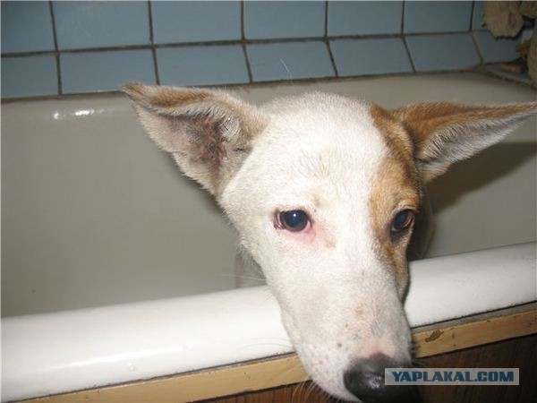 Спасенные собаки