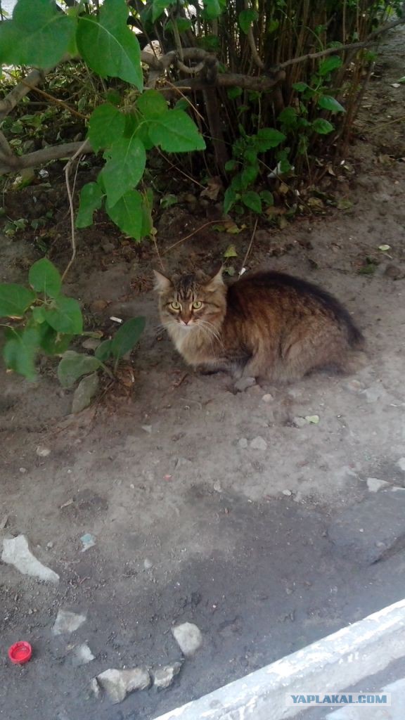 Котовторник  08.07.2014