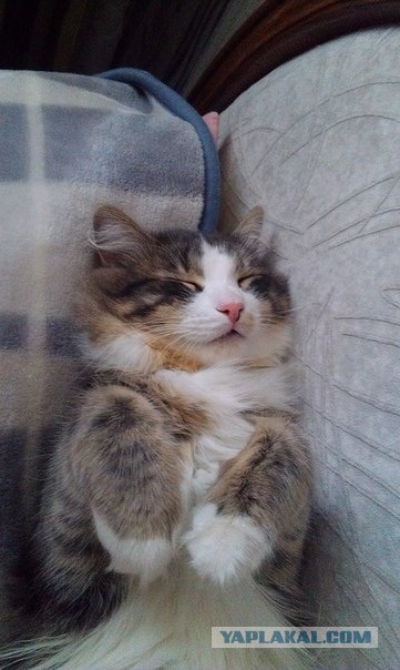 Котовторник 12.08.2014