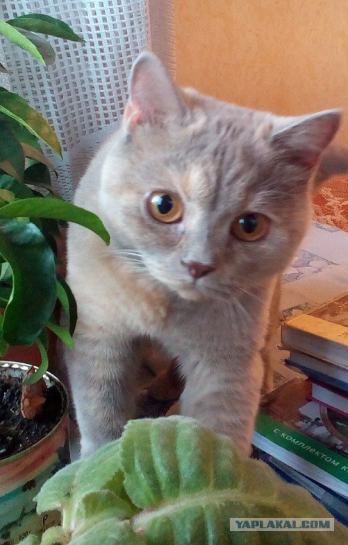 Котовторник 30.09.2014