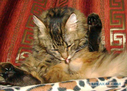 Шаурма для отопительного котла