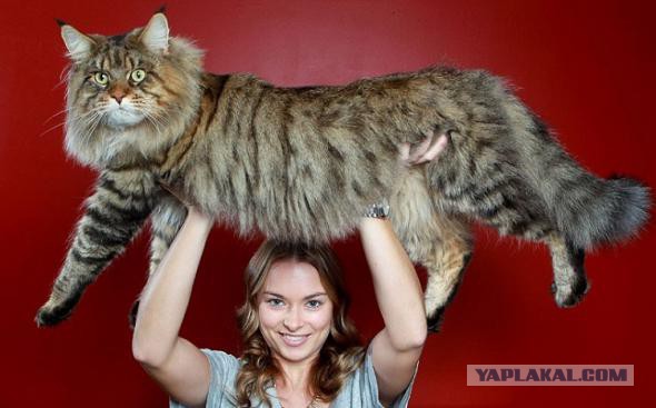 Самые крупные породы домашних кошек. Топ-11