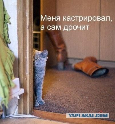 Котовторник