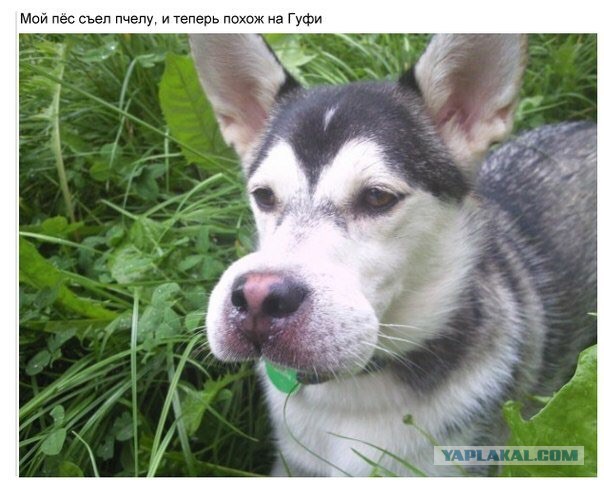 Ш-ш-штрашное гнеждо