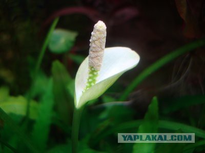 Аквариумные рыбки