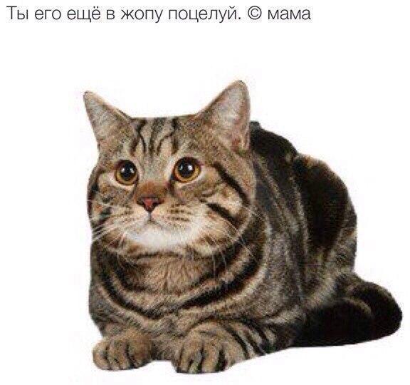 Веселые картинки