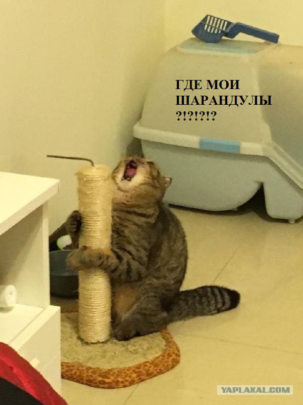 Очень эмоциональный кот