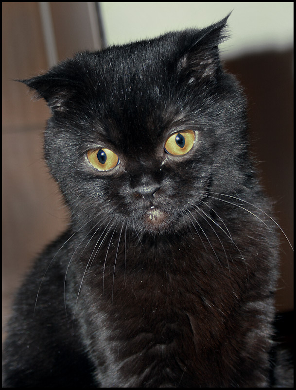 Коты, кошки, котята