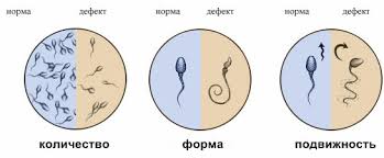9 фактов о мужском половом органе