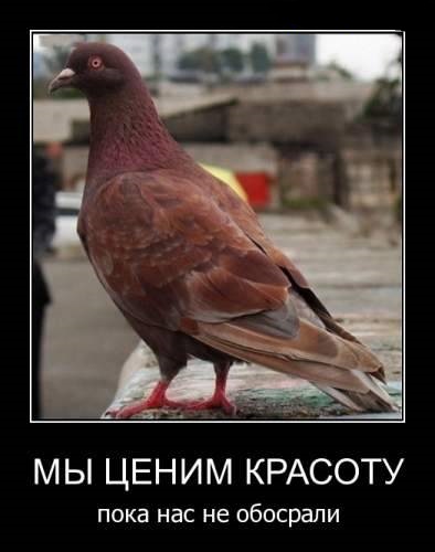 Подборка веселых демотиваторов на сегодня