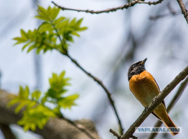 Каких птиц вы видите в городе?