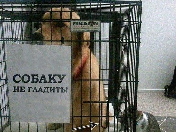 Картинки из интернетов