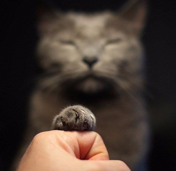 Прикольные животные