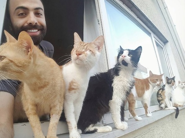 Музыка для кота