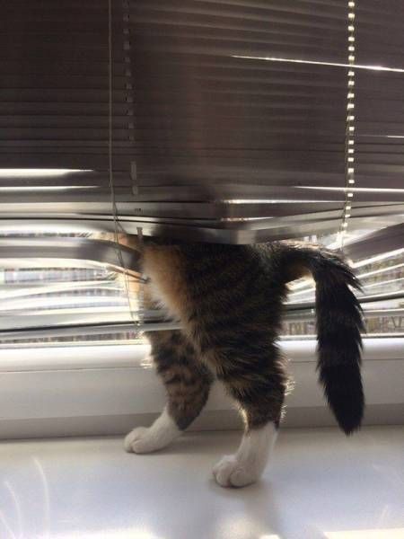 Коты и Кошки