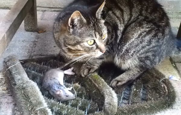 Коты и Кошки