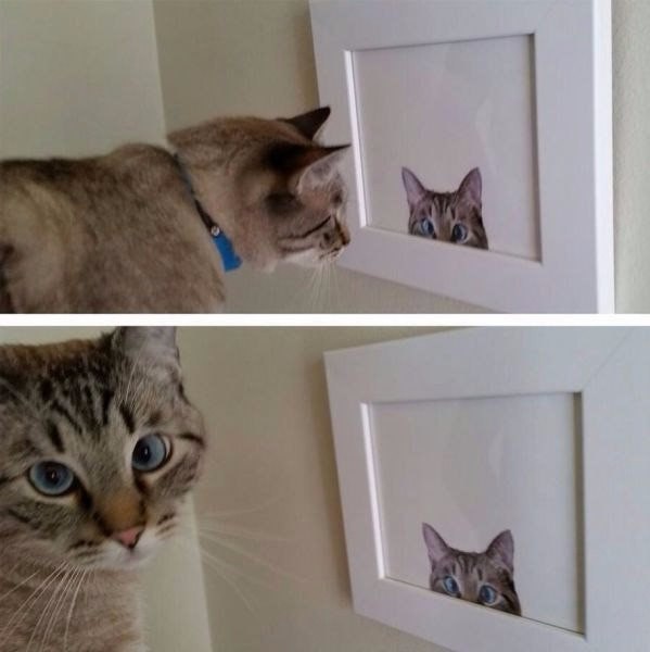 Коты и Кошки