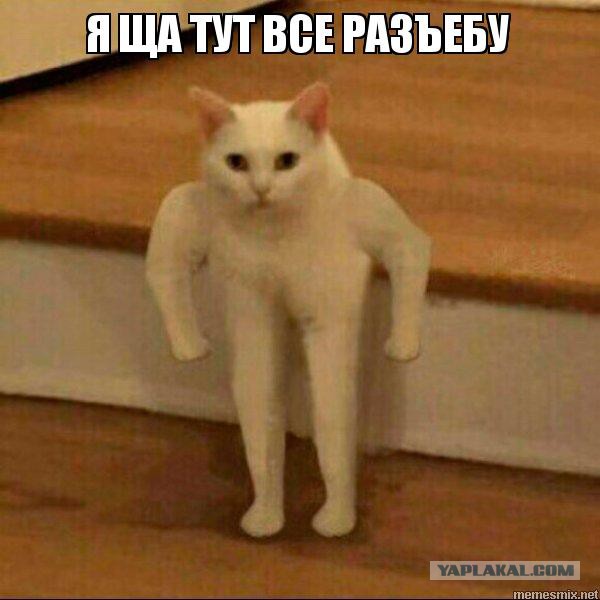 Боевые коты атакуют!