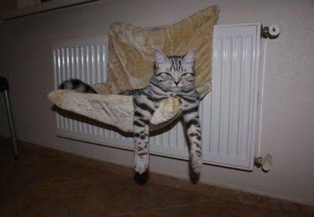 Коты и Кошки