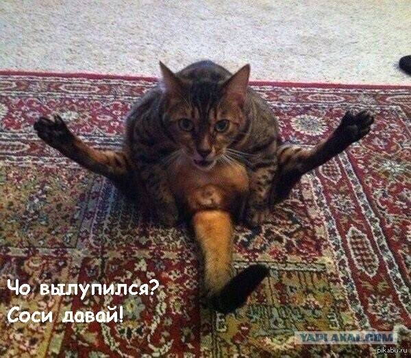Подборка интересных и веселых картинок