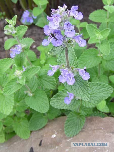 Забрался котенок на склад.Теперь у нас новый член семьи.