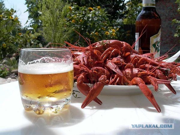 Как я стал знатоком водки.